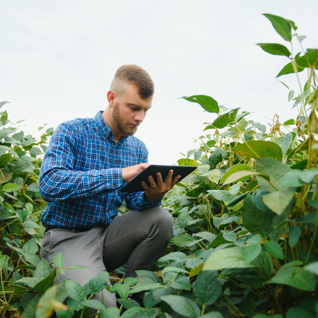 South African seasonal farmworker walking through a field in the USA, thinking about how important international health insurance is.